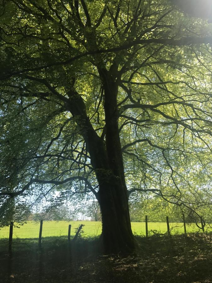 Henllys Estate B And B Llandovery Dış mekan fotoğraf